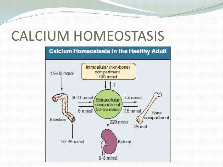 calcium homeostasis Cytosolic calcium homeostasis in neurons — control systems, modulation by reactive oxygen and nitrogen species, and space and time fluctuations. calcium homeostasis Cytosolic calcium homeostasis in neurons — control systems, modulation by reactive oxygen and nitrogen species, and space and time fluctuations.