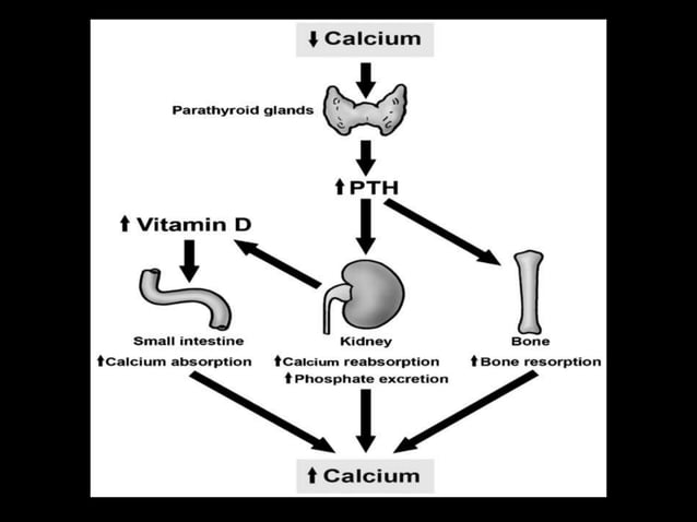Disorders Of Calcium Metabolism: Hypocalcemia And Hypercalcemia – IQGP