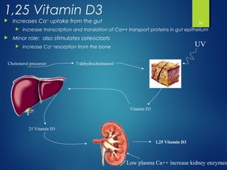 Calcium metabolism made asy | PPT