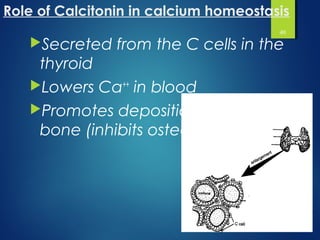 Calcium metabolism made asy | PPT