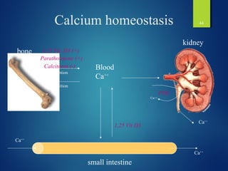 Calcium metabolism made asy | PPT