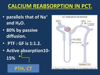 CALCIUM REABSORPTION IN PCT.
• parallels that of Na⁺
and H₂O.
• 80% by passive
diffusion.
• PTF : GF is 1:1.2.
• Active absorption10-
15% ⁺
PTH, CT
 