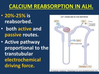 Effect of diuretics on renal calcium
handling:
• Furosemide
NKCC2
ROMK
NK
ATPase
Na
2Cl
K
CALCIUM CALCIUM
TALH
lumen blood
 