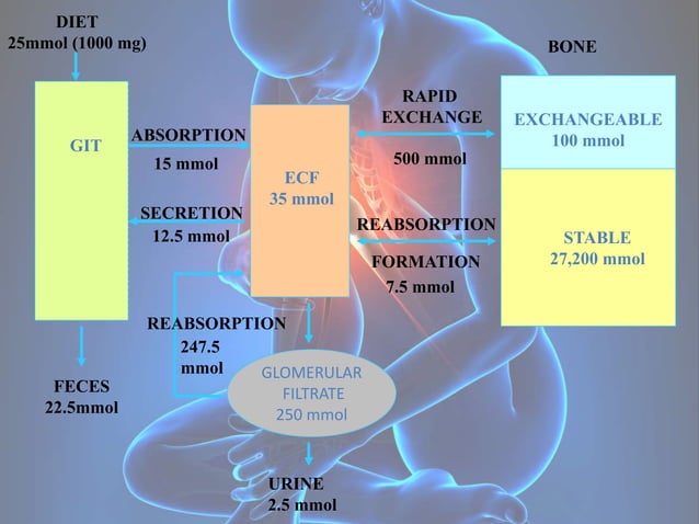 Calcium metabolism, rickets and osteomalacia | PPTX | Endocrine and ...