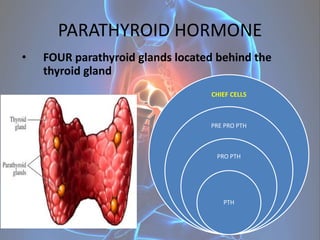 PARATHYROID HORMONE
• FOUR parathyroid glands located behind the
thyroid gland
CHIEF CELLS
PRE PRO PTH
PRO PTH
PTH
 