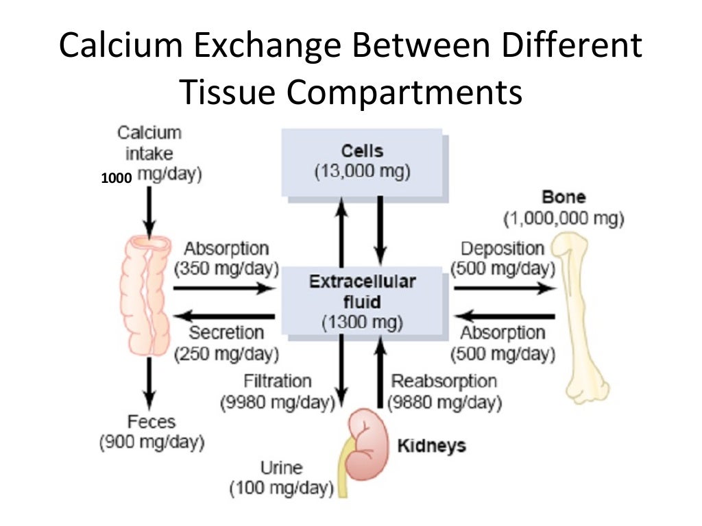 Calcium metabolism, vitamin d, parathyroid hormone