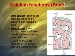 Calcium functions (Bone)
• Osteoclasts (bone cells)
remodel the bone by
dissolving or resorbing
bone
• Osteoblasts (bone
forming cells) synthesize
new bone to replace the
resorbed bone
- Found on the outer
surfaces of the bones
and in the bone cavities
 