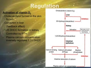 Regulation
Activation of vitamin D3
- Cholecalciferol formed in the skin
by sun
- Converted in liver
(feedback effect)
- 1,25 DHCC formation in kidney
- Controlled by PTH
- Plasma calcium concentration
inversely regulates 1,25 DHCC
 