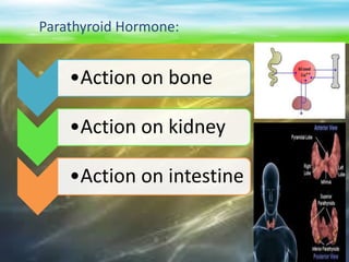 Parathyroid Hormone:
•Action on bone
•Action on kidney
•Action on intestine
 