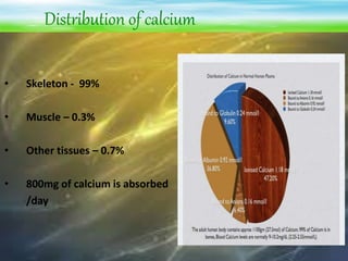 Distribution of calcium
• Skeleton - 99%
• Muscle – 0.3%
• Other tissues – 0.7%
• 800mg of calcium is absorbed
/day
 