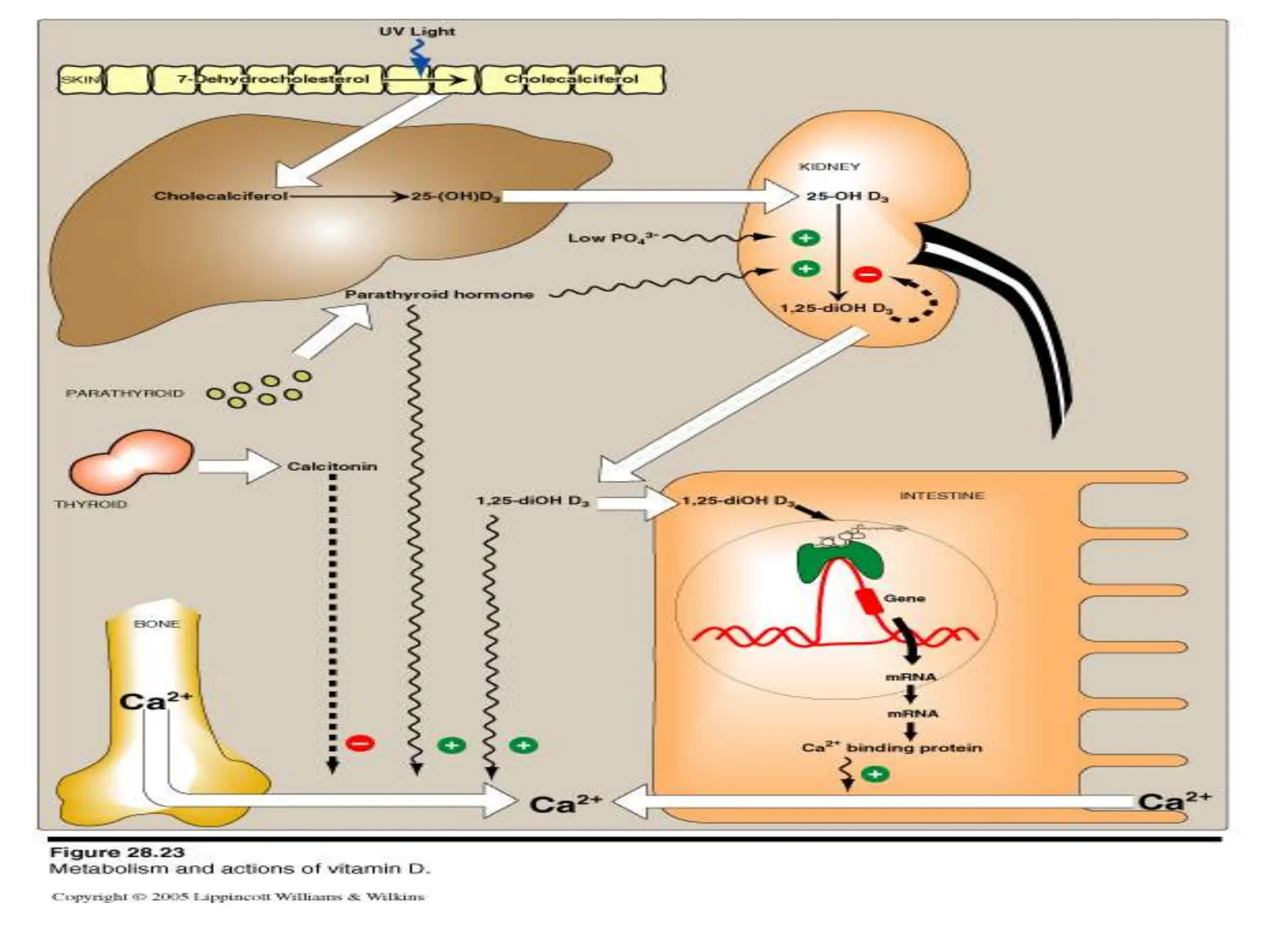 Calcium & Phosphate metabolism.pptx