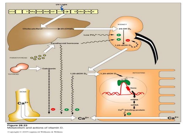 Picture of Calcium & Phosphate metabolism.pptx