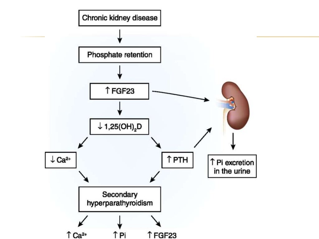 Calcium ,phosphorous ,pth ,vit d
