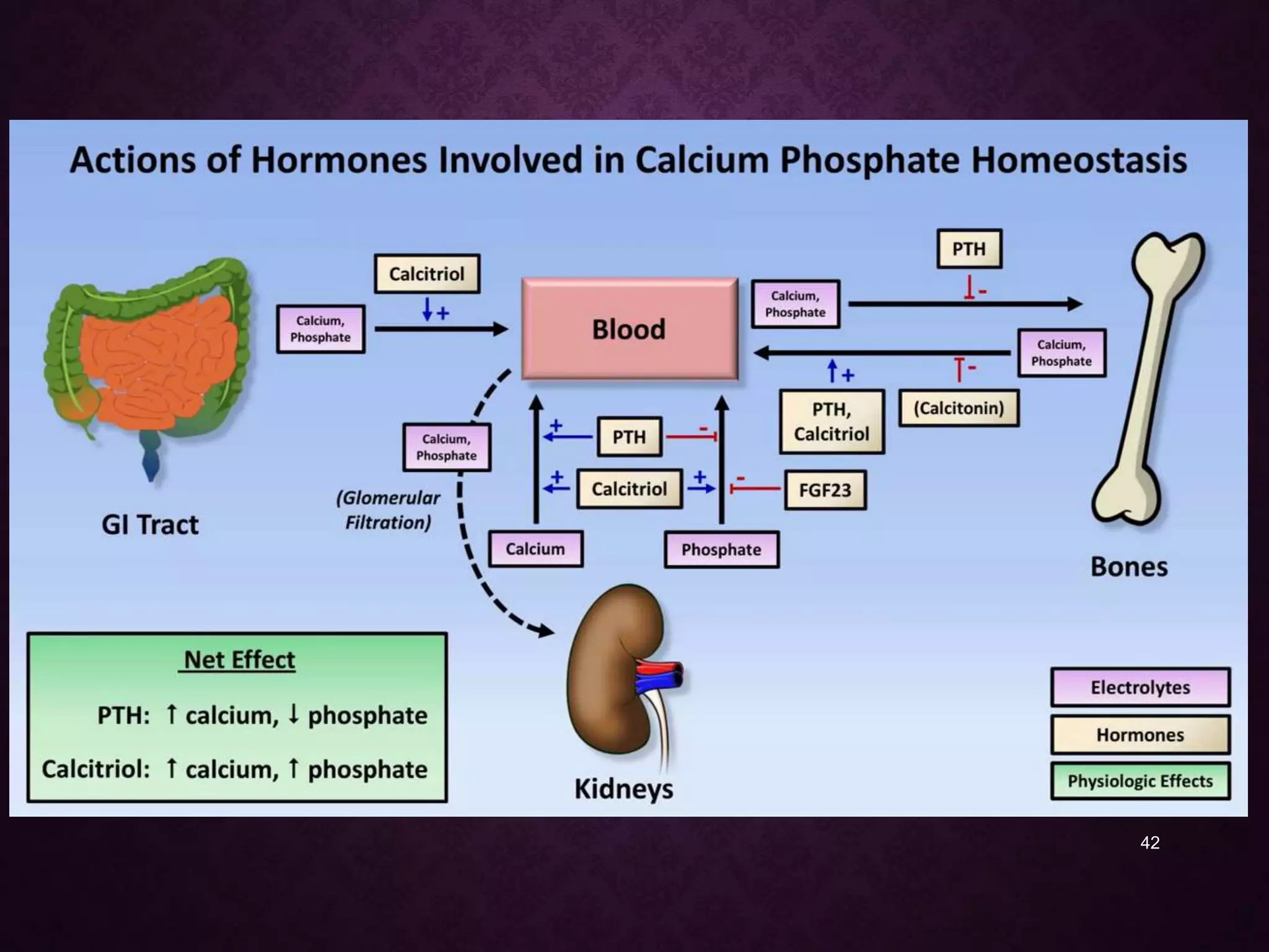A closer look at Phosphorus Metabolism And Calcium