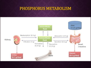 Calcium & phosphorus metabolism and its applied aspects | PPTX