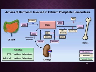 Calcium & phosphorus metabolism and its applied aspects | PPTX
