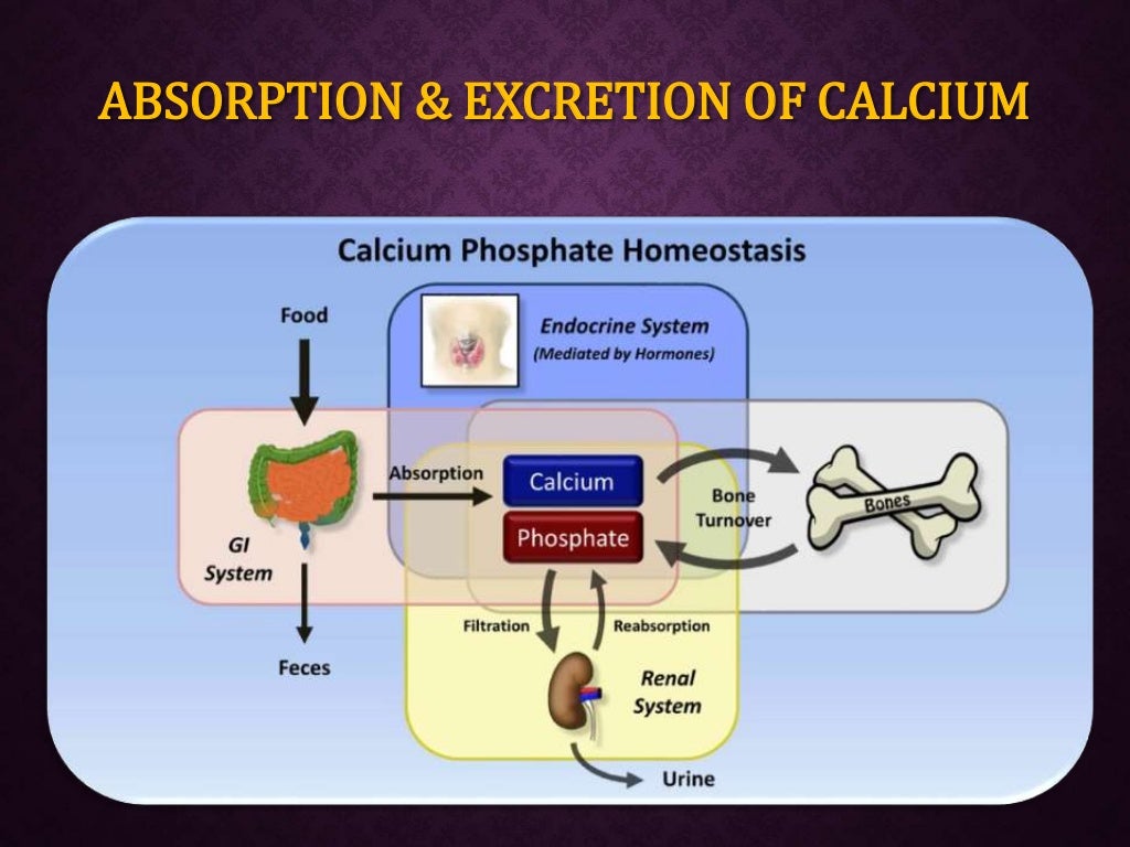 Calcium & phosphorus metabolism and its applied aspects