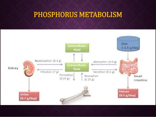 body how regulates ph Calcium metabolism its aspects applied and phosphorus & body how regulates ph Calcium metabolism its aspects applied and phosphorus &