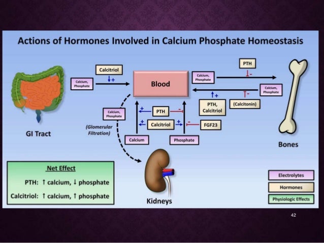 Calcium & phosphorus metabolism and its applied aspects