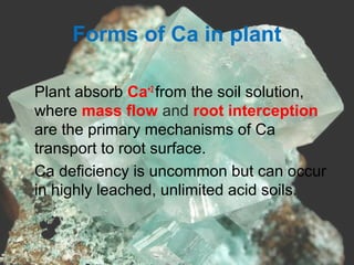 Forms of Ca in plant
•
Plant absorb Ca+2
from the soil solution,
where mass flow and root interception
are the primary mechanisms of Ca
transport to root surface.
•
Ca deficiency is uncommon but can occur
in highly leached, unlimited acid soils.
 
