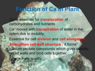 Function of Ca in Plant
•
Ca+2
is essential for translocation of
carbohydrates and nutrients
•
Ca+2
moved with transpiration of water in the
xylem due to mobility.
•
Essential for cell division and cell elongation
•
Strengthen cell wall structure ; it forms
calcium pectate compounds which gives stability
to cell walls and bind cells together.
•
Affects fruits quality.
 