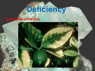 Deficiency
Generally chlorosis
 