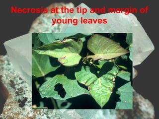 Necrosis at the tip and margin of
young leaves
 