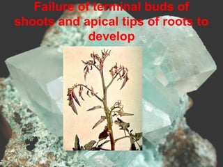 Failure of terminal buds of
shoots and apical tips of roots to
develop
 