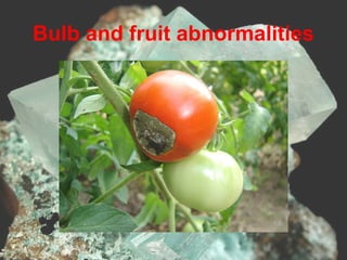 Bulb and fruit abnormalities
 