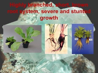 Highly branched, short, brown
root system, severe and stunted
growth
 