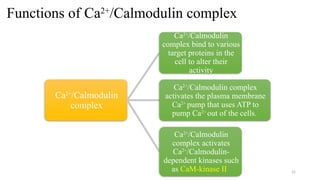 Calcium signaling and CAR-T Cell exhausted | PPTX