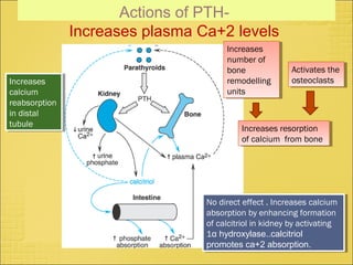 Actions of PTH-
Increases plasma Ca+2 levels
Increases resorption
of calcium from bone
Increases resorption
of calcium from bone
Increases
number of
bone
remodelling
units
Increases
number of
bone
remodelling
units
Activates the
osteoclasts
Activates the
osteoclastsIncreases
calcium
reabsorption
in distal
tubule
Increases
calcium
reabsorption
in distal
tubule
No direct effect . Increases calcium
absorption by enhancing formation
of calcitriol in kidney by activating
1α hydroxylase..calcitriol
promotes ca+2 absorption.
No direct effect . Increases calcium
absorption by enhancing formation
of calcitriol in kidney by activating
1α hydroxylase..calcitriol
promotes ca+2 absorption.
 