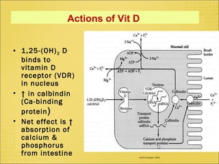 Actions of Vit D
Groff & Gropper, 2000
• 1,25-(OH)2 D
binds to
vitamin D
receptor (VDR)
in nucleus
• ↑ in calbindin
(Ca-binding
protein)
• Net effect is ↑
absorption of
calcium &
phosphorus
from intestine
 