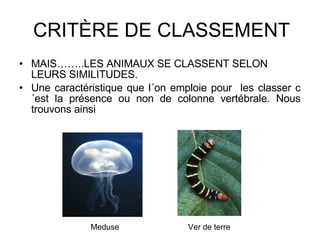 CRITÈRE DE CLASSEMENT MAIS……..LES ANIMAUX SE CLASSENT SELON LEURS SIMILITUDES. Une caractéristique que l´on emploie pour  les classer c´est la présence ou non de colonne vertébrale. Nous trouvons ainsi Ver de terre Meduse 