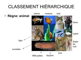 CLASSEMENT HIÉRARCHIQUE Règne: animal lynx scarabée Mille pattes dauphin tigre calmar meduse chat hibou cygne Étoile de mar 