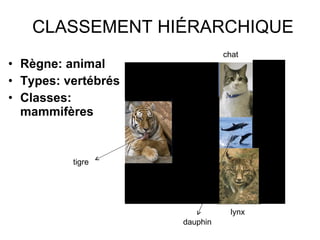 CLASSEMENT HIÉRARCHIQUE Règne: animal Types: vertébrés Classes: mammifères lynx dauphin tigre chat 