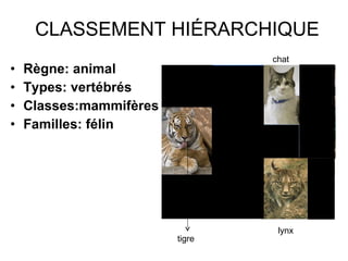 CLASSEMENT HIÉRARCHIQUE Règne: animal Types: vertébrés Classes:mammifères Familles: félin chat lynx tigre 