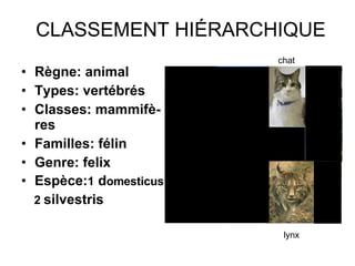 CLASSEMENT HIÉRARCHIQUE Règne: animal Types: vertébrés Classes: mammifè-res Familles: félin Genre: felix Espèce: 1  d omesticus  2  silvestris lynx chat 