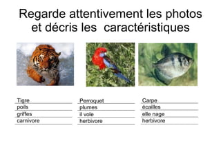 Regarde attentivement les photos et décris les  caractéristiques Tigre poils griffes carnivore Perroquet plumes  il vole herbivore Carpe écailles elle nage herbivore 