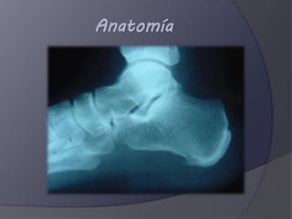 Anatomía