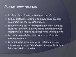 Puntos Importantes: 
 Es el > y el más fuerte de los huesos del pie. 
 En bipedestación, transmite la mayor parte del peso 
corporal desde el astrágalo al suelo. 
 La tuberosidad del calcáneo forma parte del complejo 
calcáneo - aquíleo - plantar, dando continuidad a las 
inserciones del tendón de Aquiles y a la fascia plantar. 
 La cara externa del calcáneo es la más reforzada 
estructuralmente. 
 La almohadilla grasa plantar del calcáneo, es una 
estructura muy especializada para soportar la carga y 
los impactos de la marcha. 
 