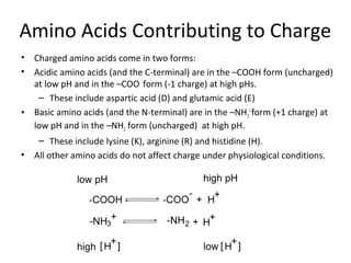Amino Acids Contributing to Charge
• Charged amino acids come in two forms:
• Acidic amino acids (and the C-terminal) are in the –COOH form (uncharged)
at low pH and in the –COO-
form (-1 charge) at high pHs.
– These include aspartic acid (D) and glutamic acid (E)
• Basic amino acids (and the N-terminal) are in the –NH3
+
form (+1 charge) at
low pH and in the –NH2 form (uncharged) at high pH.
– These include lysine (K), arginine (R) and histidine (H).
• All other amino acids do not affect charge under physiological conditions.
 