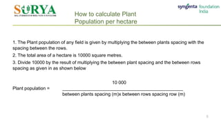 Calculation of Plant population.pptx. . | PPTX