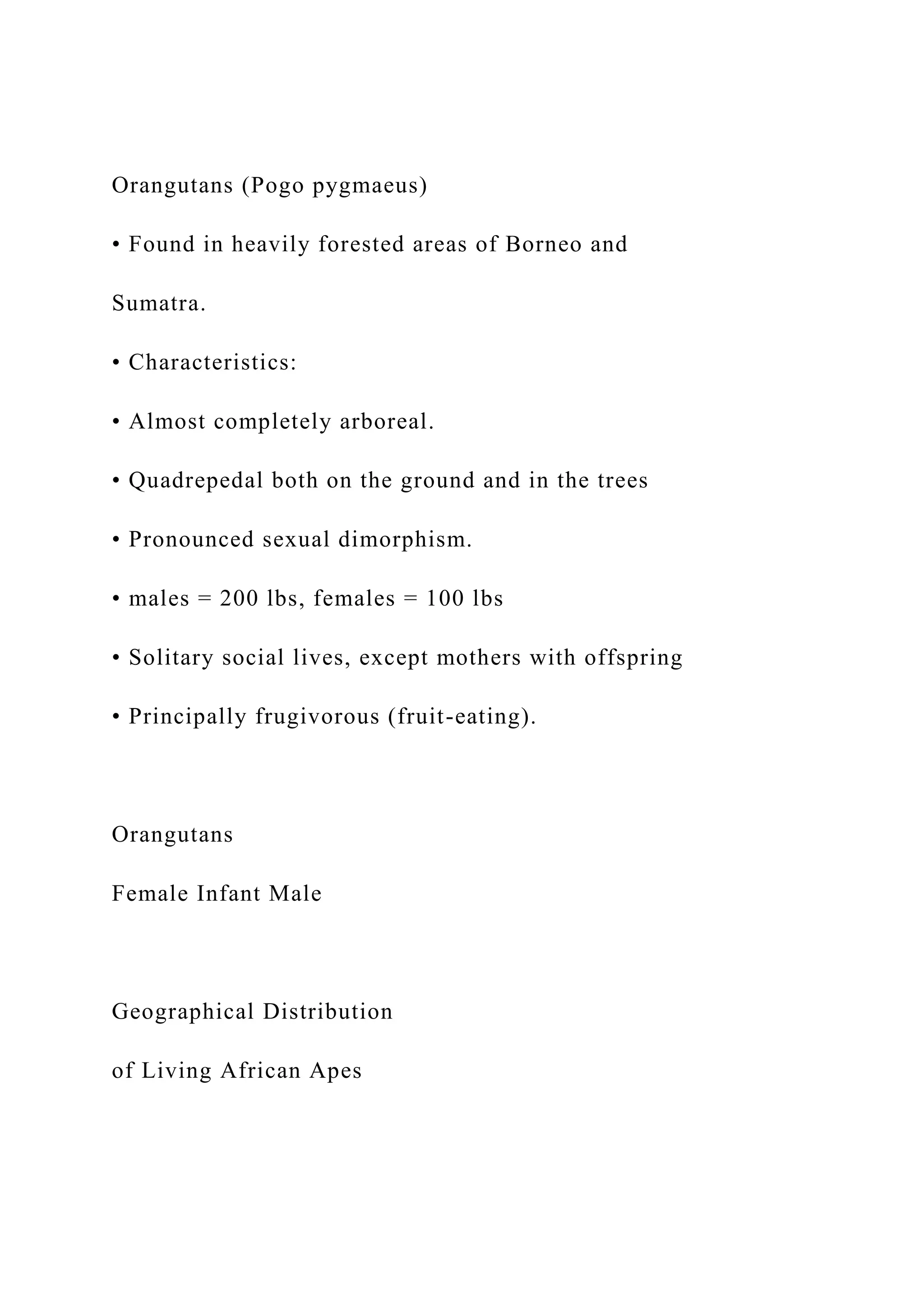 Orangutans (Pogo pygmaeus)
• Found in heavily forested areas of Borneo and
Sumatra.
• Characteristics:
• Almost completely arboreal.
• Quadrepedal both on the ground and in the trees
• Pronounced sexual dimorphism.
• males = 200 lbs, females = 100 lbs
• Solitary social lives, except mothers with offspring
• Principally frugivorous (fruit-eating).
Orangutans
Female Infant Male
Geographical Distribution
of Living African Apes
 