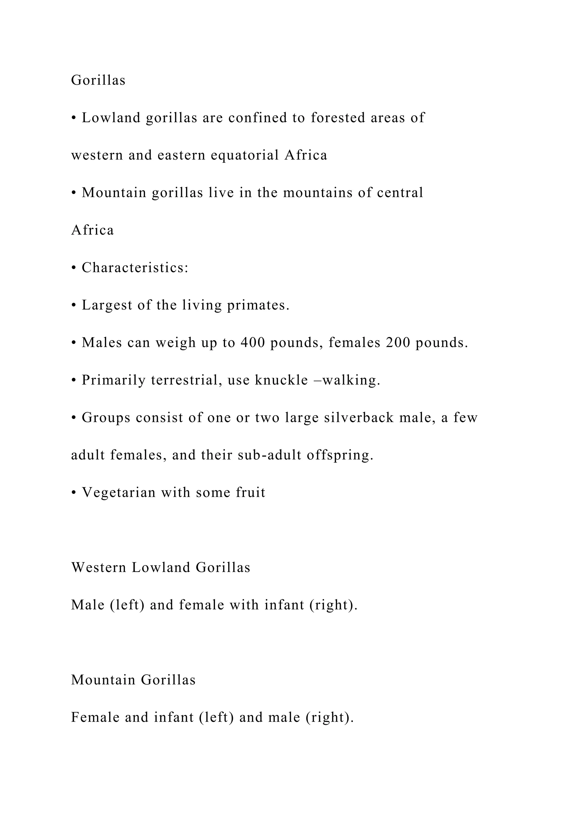 Gorillas
• Lowland gorillas are confined to forested areas of
western and eastern equatorial Africa
• Mountain gorillas live in the mountains of central
Africa
• Characteristics:
• Largest of the living primates.
• Males can weigh up to 400 pounds, females 200 pounds.
• Primarily terrestrial, use knuckle –walking.
• Groups consist of one or two large silverback male, a few
adult females, and their sub-adult offspring.
• Vegetarian with some fruit
Western Lowland Gorillas
Male (left) and female with infant (right).
Mountain Gorillas
Female and infant (left) and male (right).
 