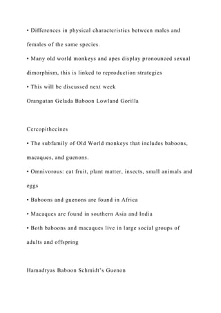 • Differences in physical characteristics between males and
females of the same species.
• Many old world monkeys and apes display pronounced sexual
dimorphism, this is linked to reproduction strategies
• This will be discussed next week
Orangutan Gelada Baboon Lowland Gorilla
Cercopithecines
• The subfamily of Old World monkeys that includes baboons,
macaques, and guenons.
• Omnivorous: eat fruit, plant matter, insects, small animals and
eggs
• Baboons and guenons are found in Africa
• Macaques are found in southern Asia and India
• Both baboons and macaques live in large social groups of
adults and offspring
Hamadryas Baboon Schmidt’s Guenon
 
