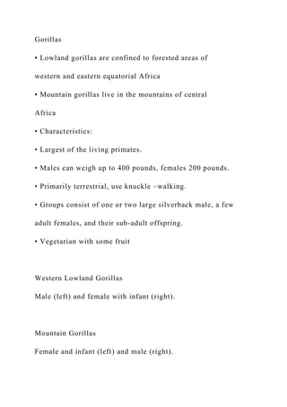 Gorillas
• Lowland gorillas are confined to forested areas of
western and eastern equatorial Africa
• Mountain gorillas live in the mountains of central
Africa
• Characteristics:
• Largest of the living primates.
• Males can weigh up to 400 pounds, females 200 pounds.
• Primarily terrestrial, use knuckle –walking.
• Groups consist of one or two large silverback male, a few
adult females, and their sub-adult offspring.
• Vegetarian with some fruit
Western Lowland Gorillas
Male (left) and female with infant (right).
Mountain Gorillas
Female and infant (left) and male (right).
 
