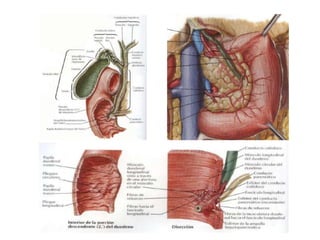 Anatomia fisiologica de la secrecion biliar
Higado: bilis (2 fases)
1: Hepatocitos secretan
porcion inicial (ac biliares,
...