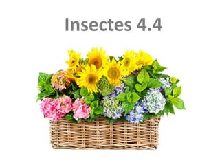 Insectes 4.4
 