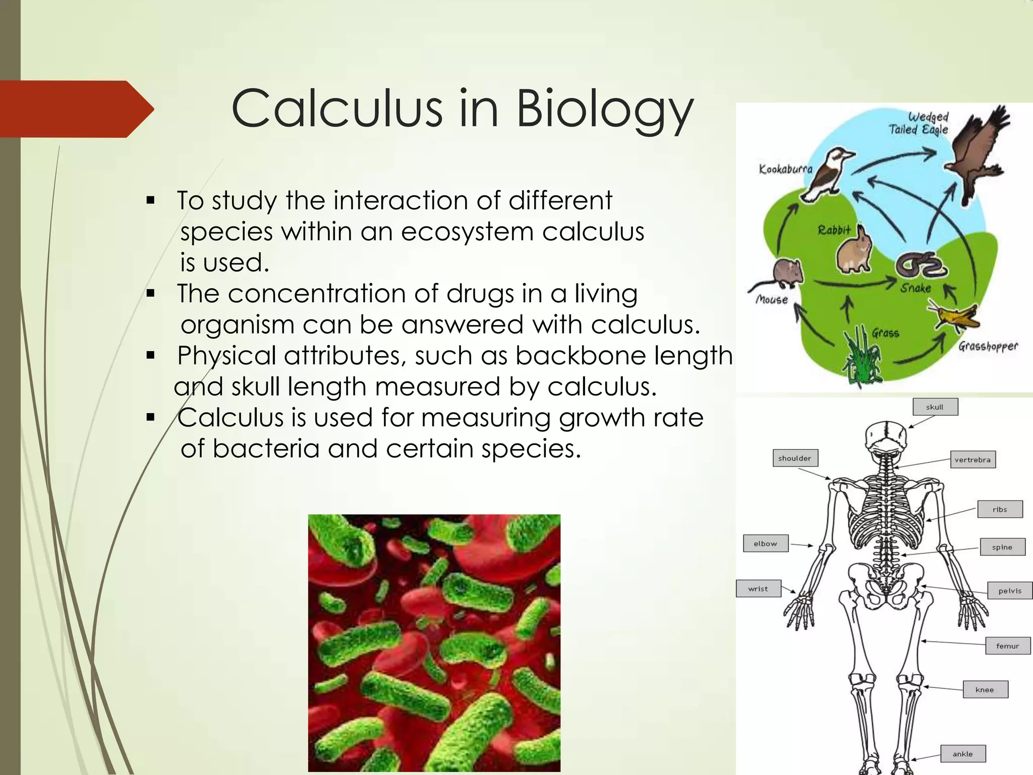 Calculus in Biology
 To study the interaction of different
  species within an ecosystem calculus
  is used.
 The concentration of drugs in a living
  organism can be answered with calculus.
 Physical attributes, such as backbone length
  and skull length measured by calculus.
 Calculus is used for measuring growth rate
  of bacteria and certain species.
 